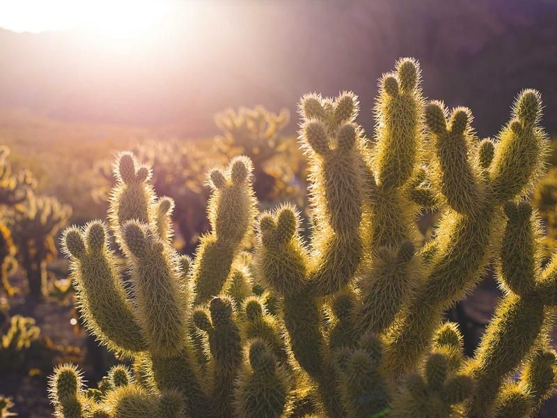 Debunking the Myth: Why Credentials Alone Can't Outsmart ATS